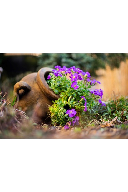 Aubrieta Purple Cascade